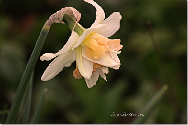 bi-colour-daff-with-logolr