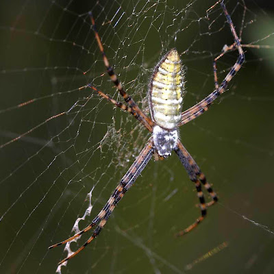 gambar laba-laba, spider wallpaper