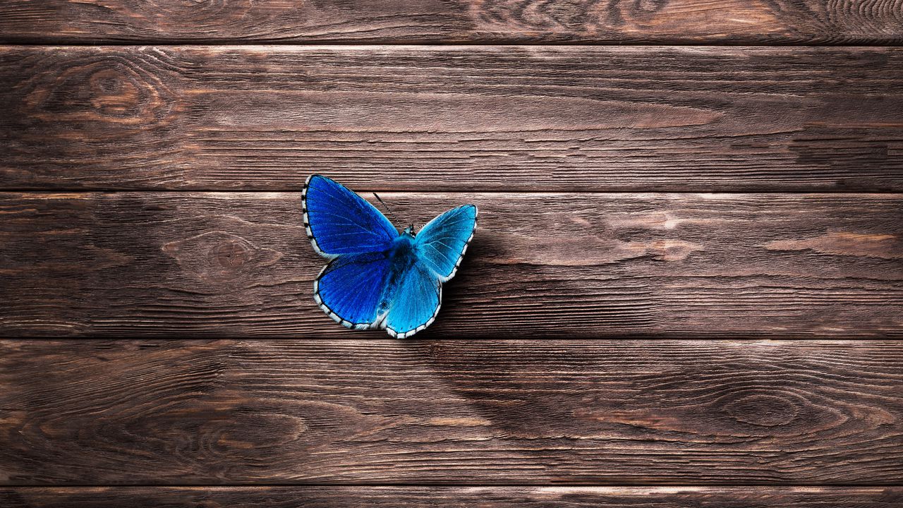 Wallpaper Butterfly Surface Wooden
