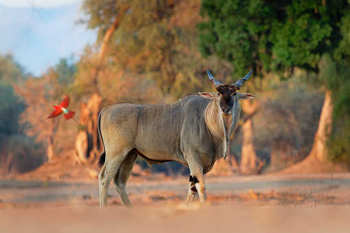 Antílope Alcino | Taurotrago | Eland Comum | Pofu - Taurotragus Oryx