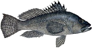 seabass