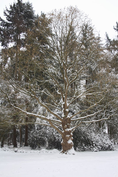 Sneeuw, Gimbornohof, Zevenaar, 7 februari 2021