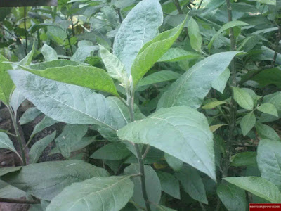 10 IMPORTANCE OF BITTER LEAF(vernonia amydalina) TO YOUR HEALTH