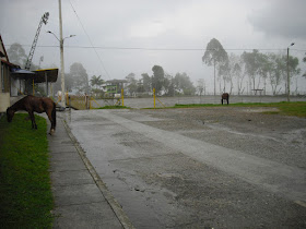 A couple of 'free-roaming' Colombian horses