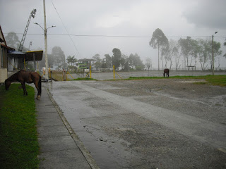 A couple of 'free-roaming' Colombian horses