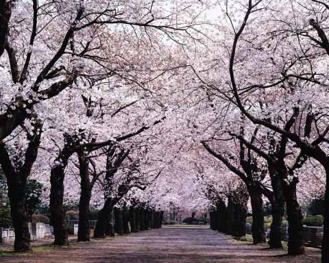cherry blossom trees pictures. cherry tree blossom images.