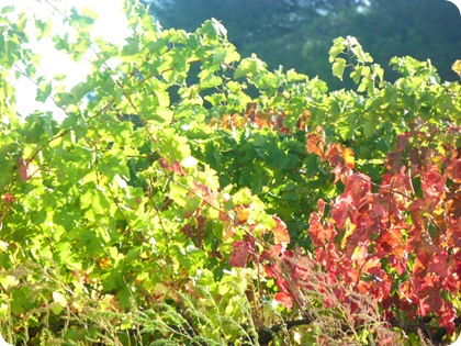 Vue d'automne