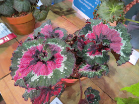 Philadelphia Flower Show 2020 - Begonia Paso Doble