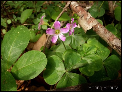Bolen Bluff Trail-Spring Equinox 035