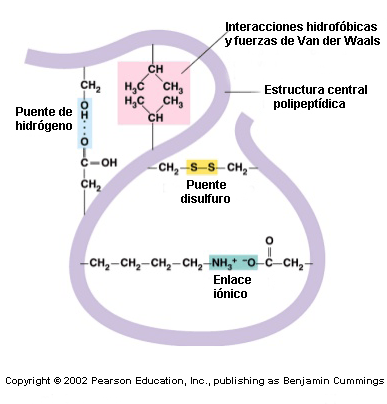 Principales enlaces de la estructura terciaria
