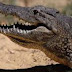 INTERESTING FACTS ABOUT CROCODILES