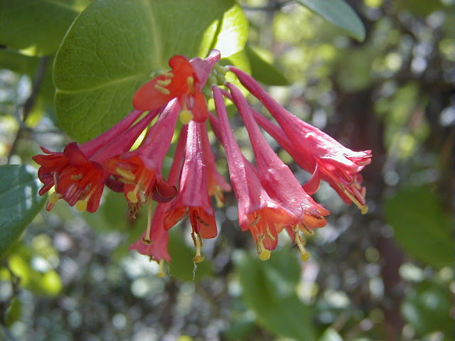 Hummingbird Attracting Flowers