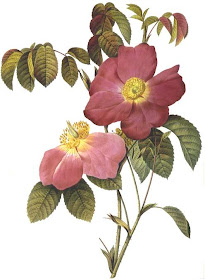 Rosa Gallica Rosea Flore Simplici by Pierre Joseph Redoute
