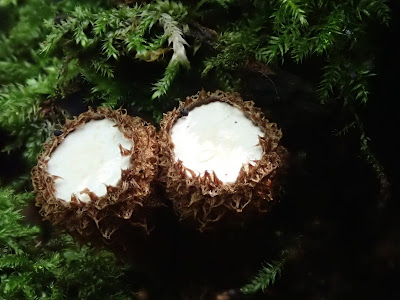 grzyby 2018, grzyby we wrześniu, gatunki rzadkie, kolorowe borowiki, borowikgładkotrzonowy, boletus depilatus, borowik przyczepkowy, borowik korzeniasty, borowikrudopurpurowy, koźlarze, jadalne muchomory, muchomor jeżowaty,muchomor szyszkowaty, porównanie muchomorów, muchomor zielonawy, kubeczniki, innoporek dwuwarstwowy