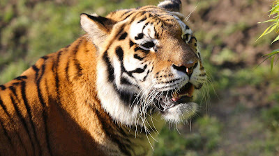 close-up-tiger-look-so-beautiful-terrible