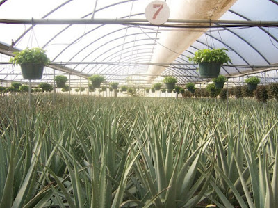 Hydroponics Plants Aloe Vera