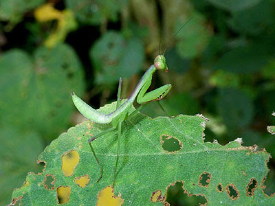 Praying mantis