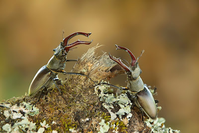Stag beetles, fighting beetles, stag beetles fighting, insect photography, Dale Sutton