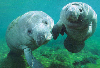 Momma and baby Manatee