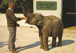 Lessay éléphant