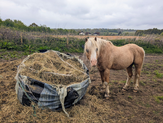 Please don't feed the horses; they have regular meals