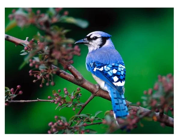 Best Birds Pictures, Pictures - Best Birds Pictures - Beautiful Birds Pictures & Wallpapers Download - birds picture - NeotericIT.com