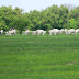 Nigeria Has 415 Grazing Reserves In 21 States; Just 2 In South – Department Of Animal Husbandry