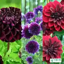 Dahlia Flower Images - Flower Pics - Flower Pic 2023 Images - Flower Pictures Download - Different Flowers Images - fuller chobi - NeotericIT.com - Image no 8