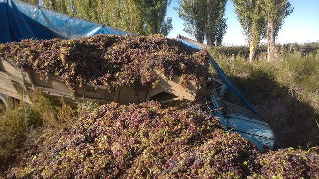 brutal accidente de camion con uva