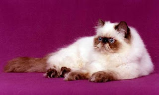 himalayan cat kitten pussy mace macka kat kass katze gato con kissa pets Haustiere huisdieren animaux de compagnie kucni ljubimci augintiniai