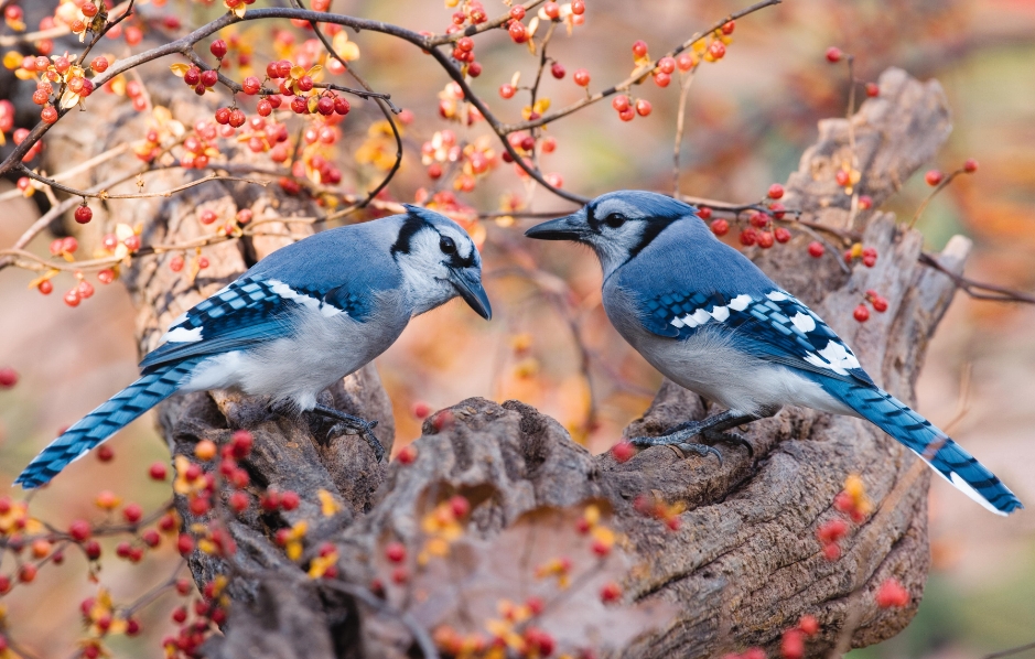 Blue Jay Males And Females May Look The Same But You Can Distinguish Them By Their Behavior Males Will Display Courtship Behaviors Towards Females And Unlike Some Birds Only The Female Will