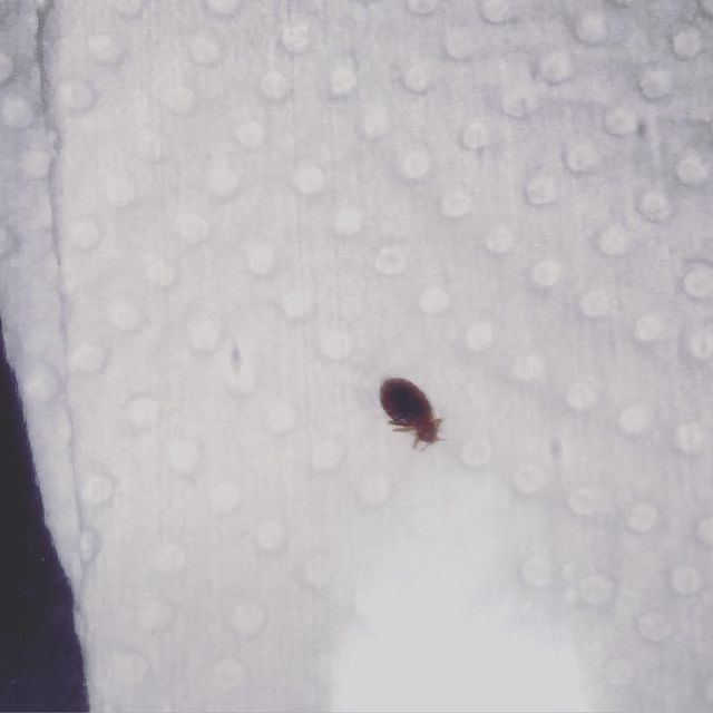 show image of a bed bug