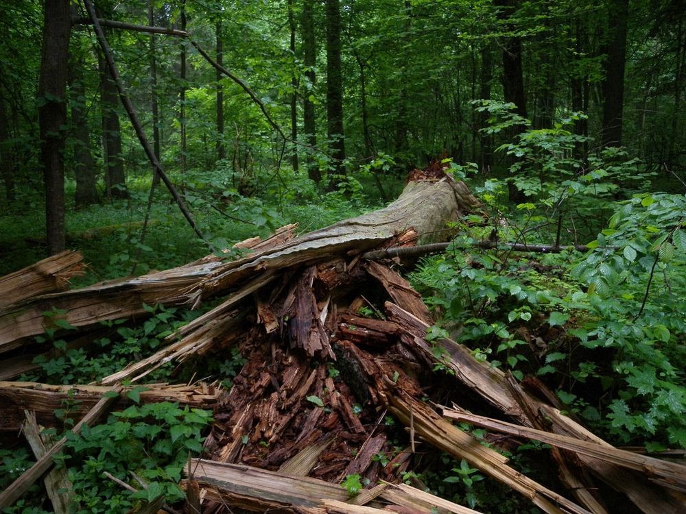 bialowieza-forest-4