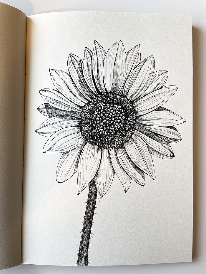 Pen and Ink Drawing of a Sunflower by Ingrid Lobo