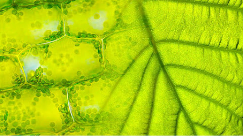 Photosynthesis: The Lifeblood of Our Planet