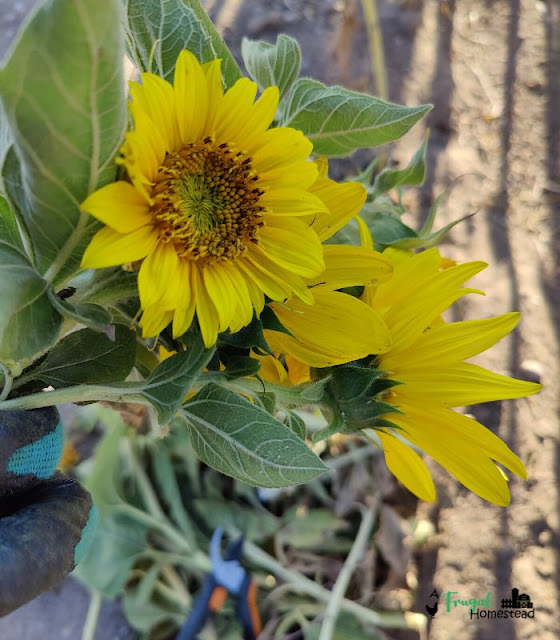 How to Harvest Sunflower Seeds for Planting