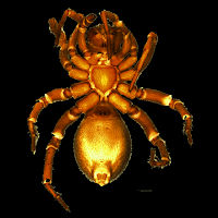 Palindroma spiders