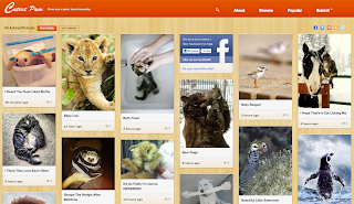 Pinterest dedicato agli animali