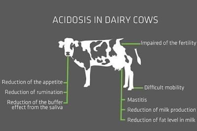 rumen acidosis