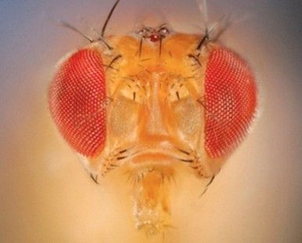 mosca
