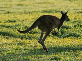 Western Grey Kangaroo (Macropus fuliginosus)