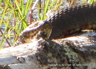 Northern Water Snakes