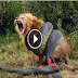 Giant Anaconda Snake Attacks Lion In 29 Minutes  - Real Fight!!! 