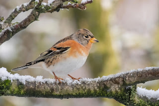 Brambling DFBridgeman