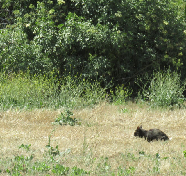 "Larry" Moore Park in Paso Robles: A Photographic Review - Lost Cat?