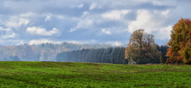 autumn trees in haze