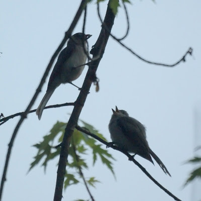 Tufted Titmouse