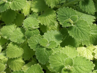 Plectranthe à feuilles rondes - Plectranthus rotundifolius