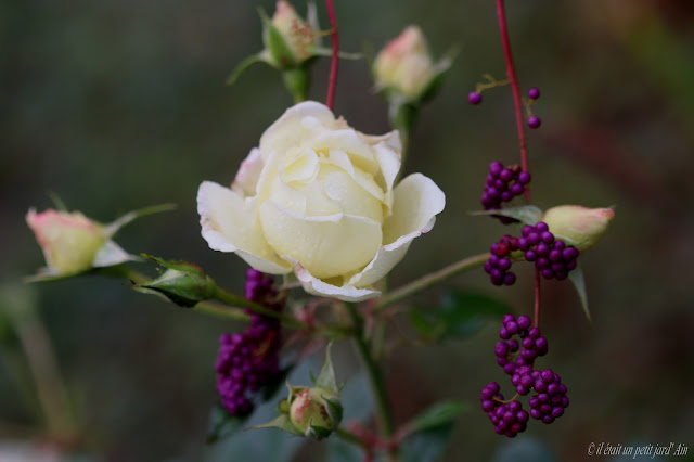 rosier crystalline blanc valérie swane