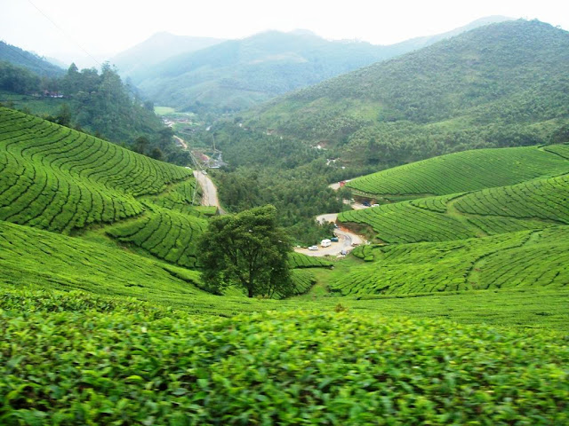 Picturesque tea estates - A View from the Photo Point  Munnar Hill Station Kerala Pick, Pack, Go